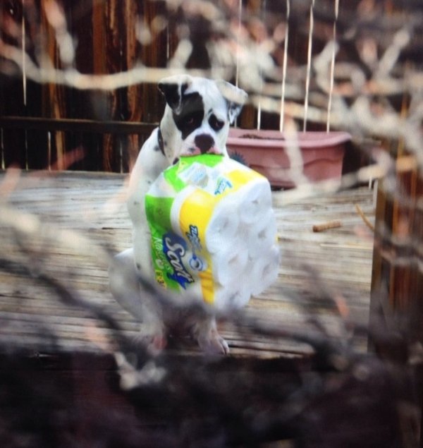 “I looked in my neighbor’s yard and saw this cute dog.”