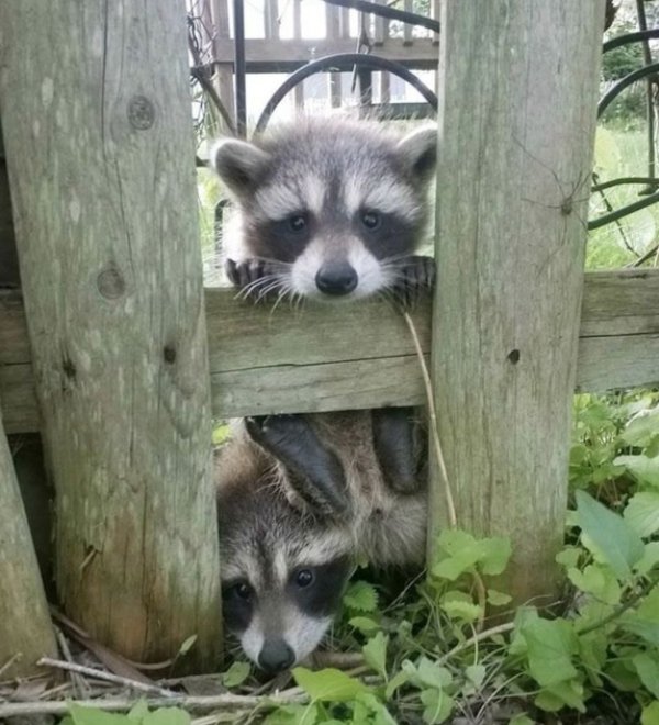 “If you’re having a bad day, just go outside, maybe you’ll stumble upon some adorable raccoons.”