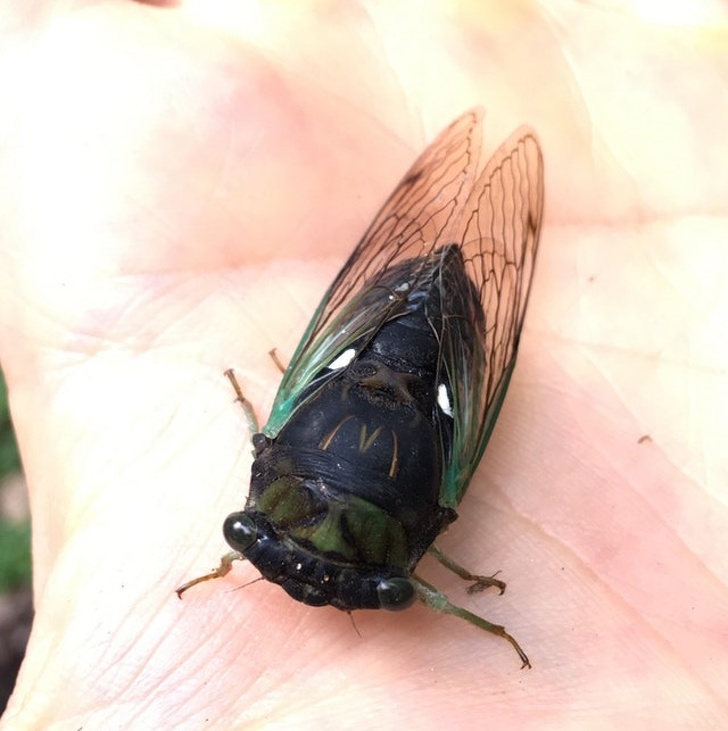 A cicada with a McDonald’s logo on its back