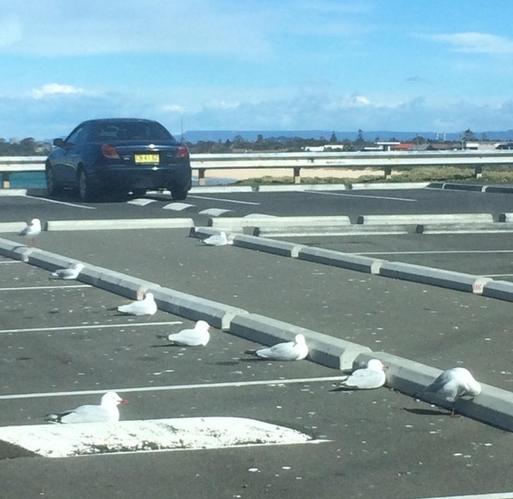 These seagulls seeking shelter from the wind in a parking lot