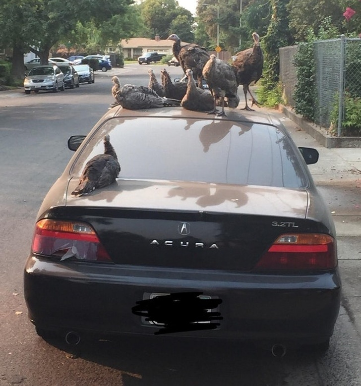 “Woke up to a gang of turkeys on my car.”