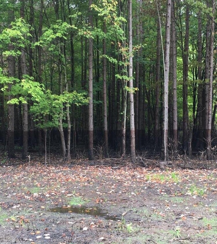 This is not Photoshop, this is a water line on trees after a flood.