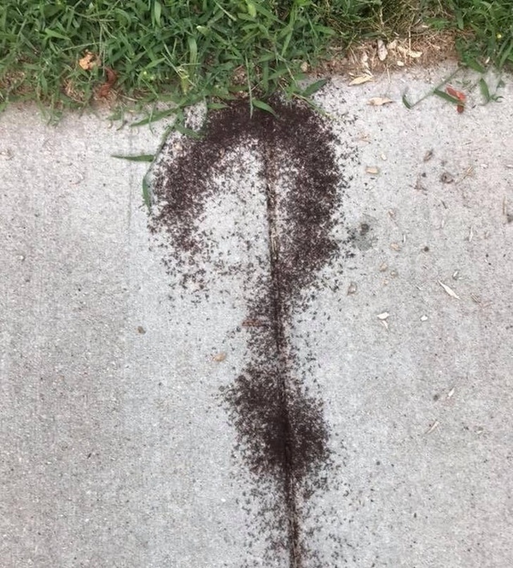 These ants definitely have a question.