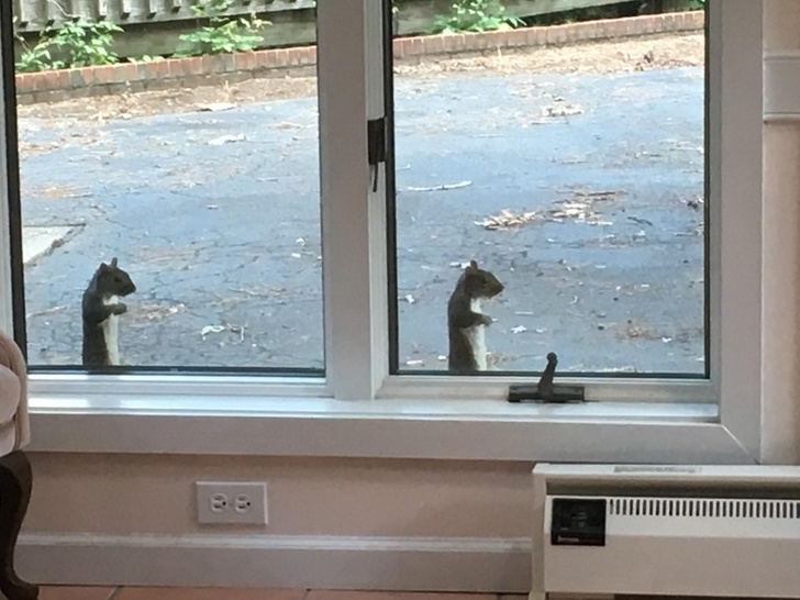 “2 squirrels making the same pose at my window.”