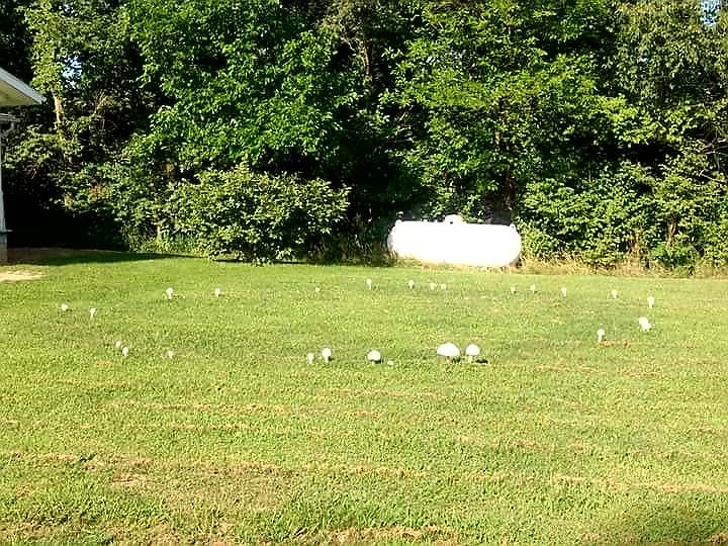 “This ’fairy ring’ that popped up overnight”
