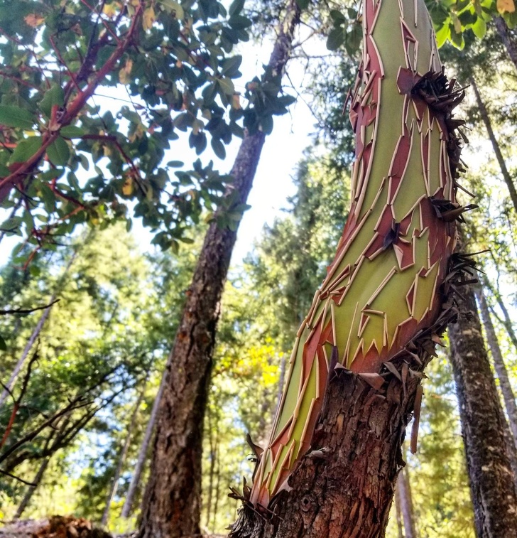 “This tree on my farm in California”