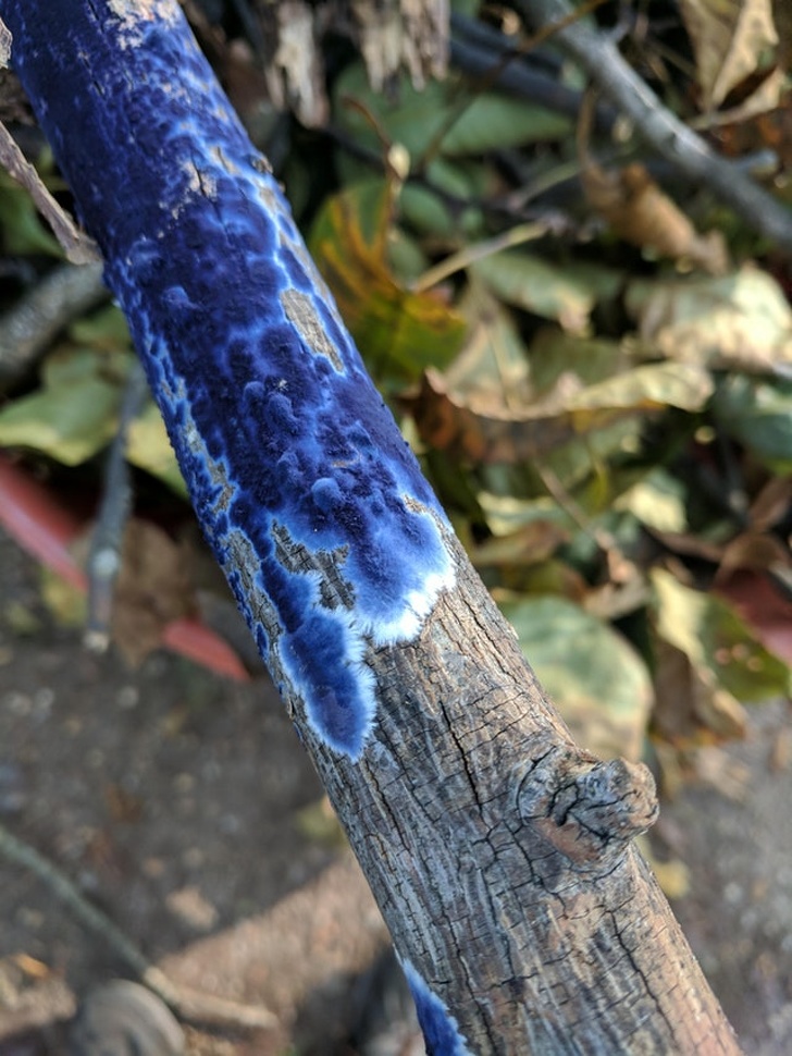 This blue fungus growing on a dead branch