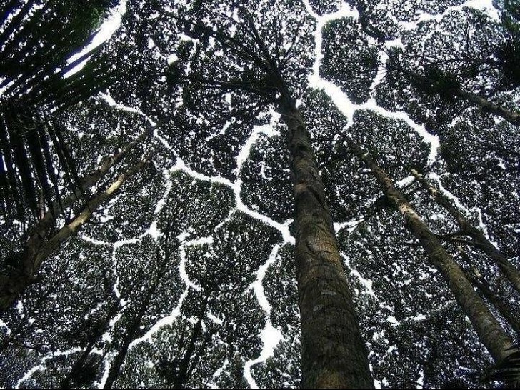 The phenomenon of “crown shyness”