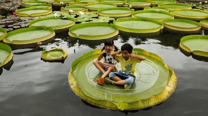 Gigantic leaves of a water lily