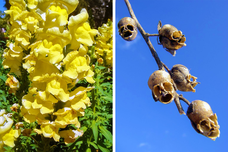 Snapdragon seed pods look like skulls.