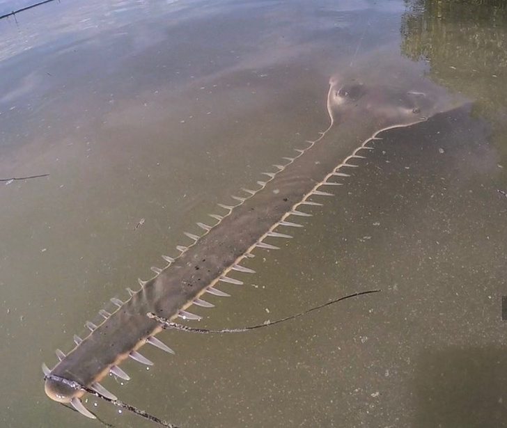 A sawfish