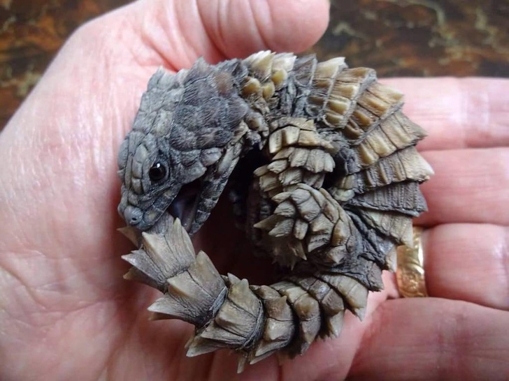 Cute Ouroboros baby dragon