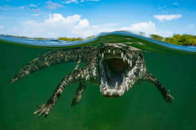 An American crocodile