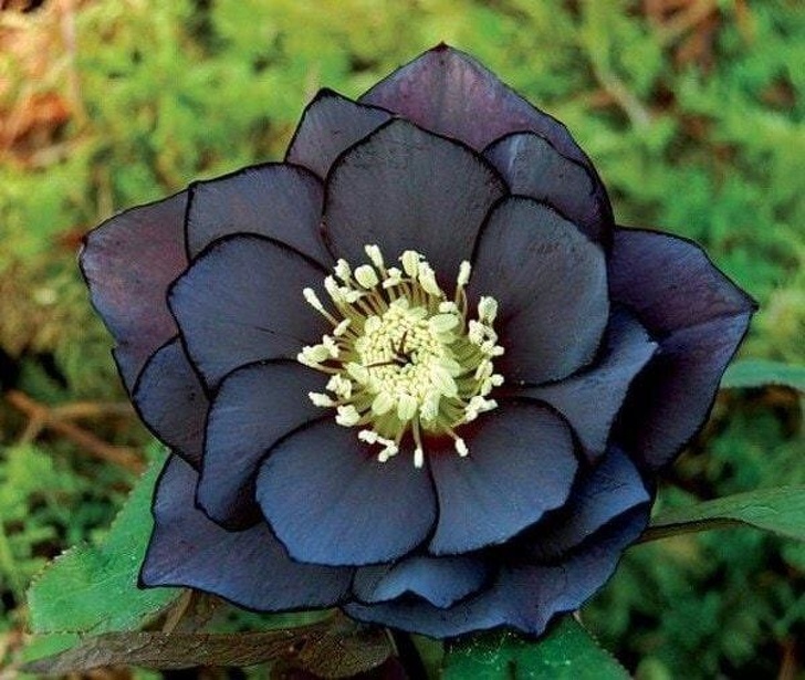 Black Hellebore