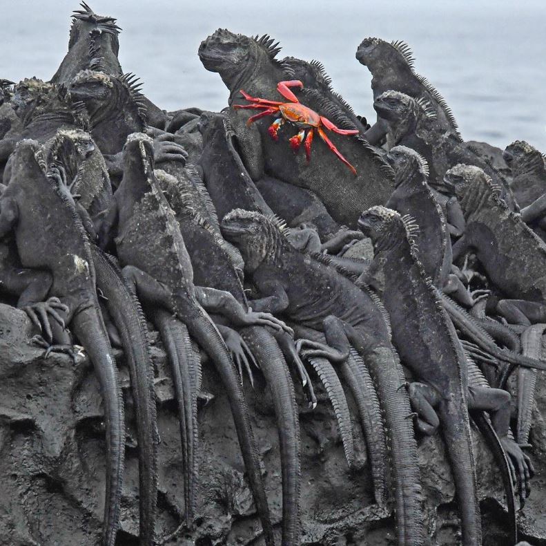 Galapagos marine iguanas