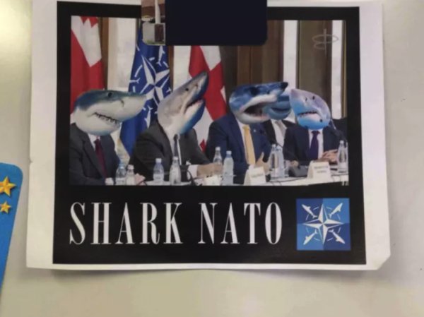 dank meme - shark nato - Shark Natok