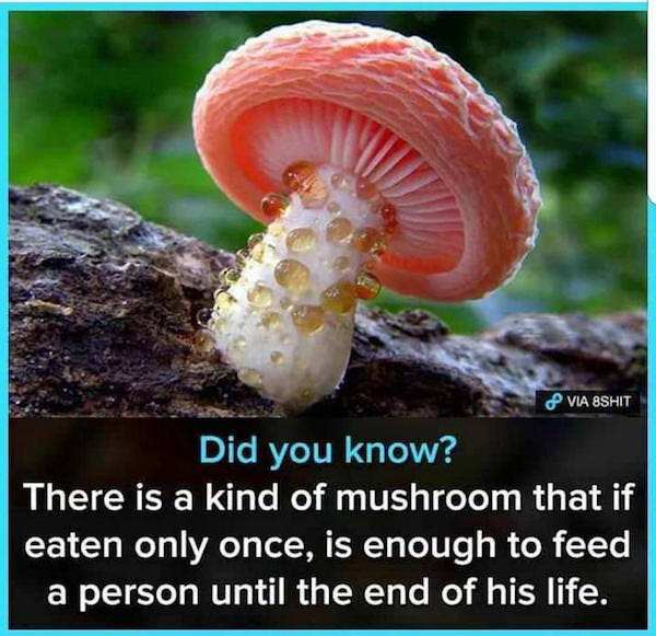mushroom that can feed you for the rest of your life - P Via Bshit Did you know? There is a kind of mushroom that if eaten only once, is enough to feed a person until the end of his life.