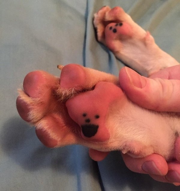 “My puppy’s paw has freckles that look like an excited face.”