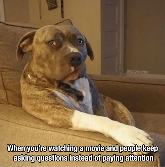 memes about pets - odabmoms When you're watching a movie and people keep asking questions instead of paying attention