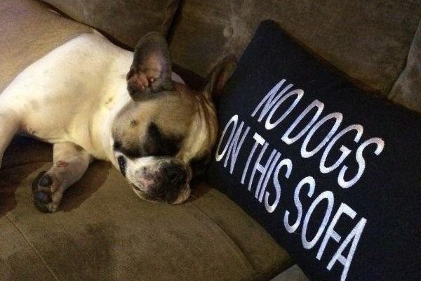 boston terrier - No Dogs On This Sofa