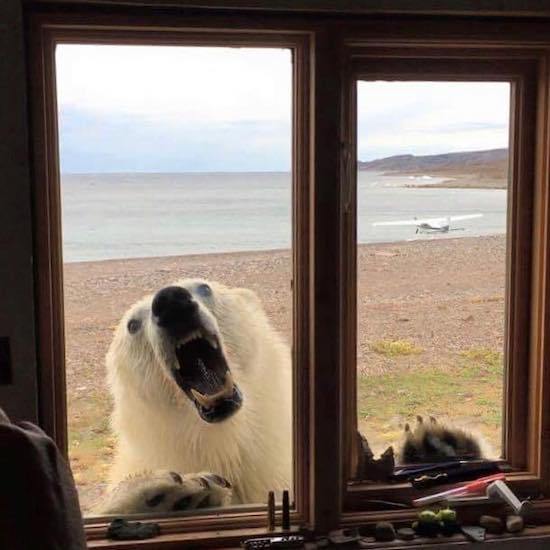 bear on the window