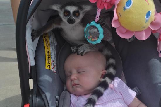 lemur on baby - A Warning Advere