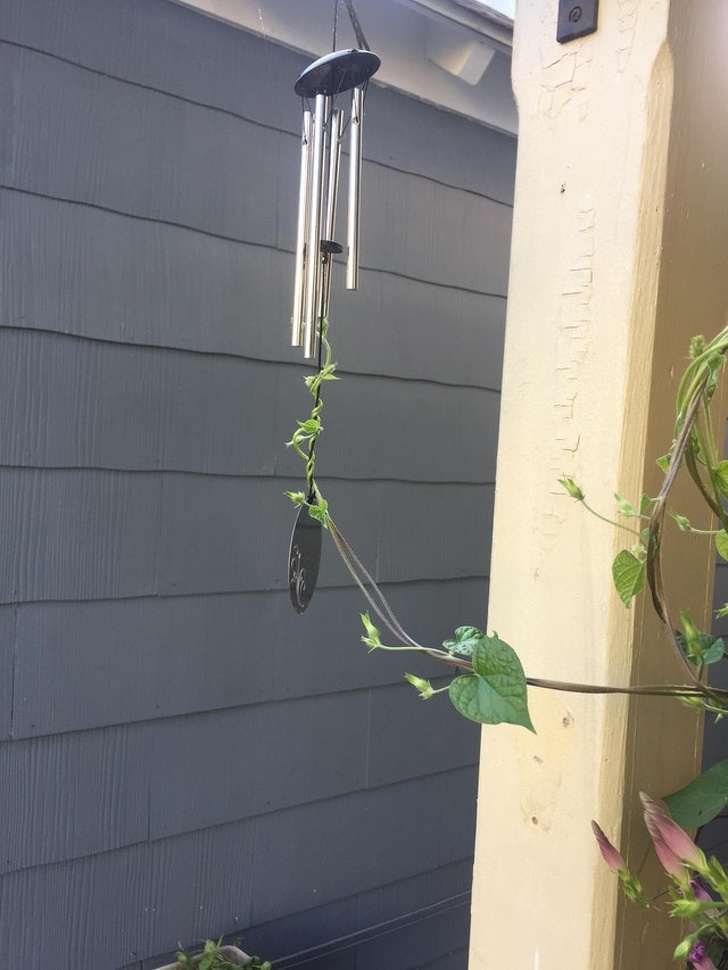 “My Morning Glory does not like that wind chime...”