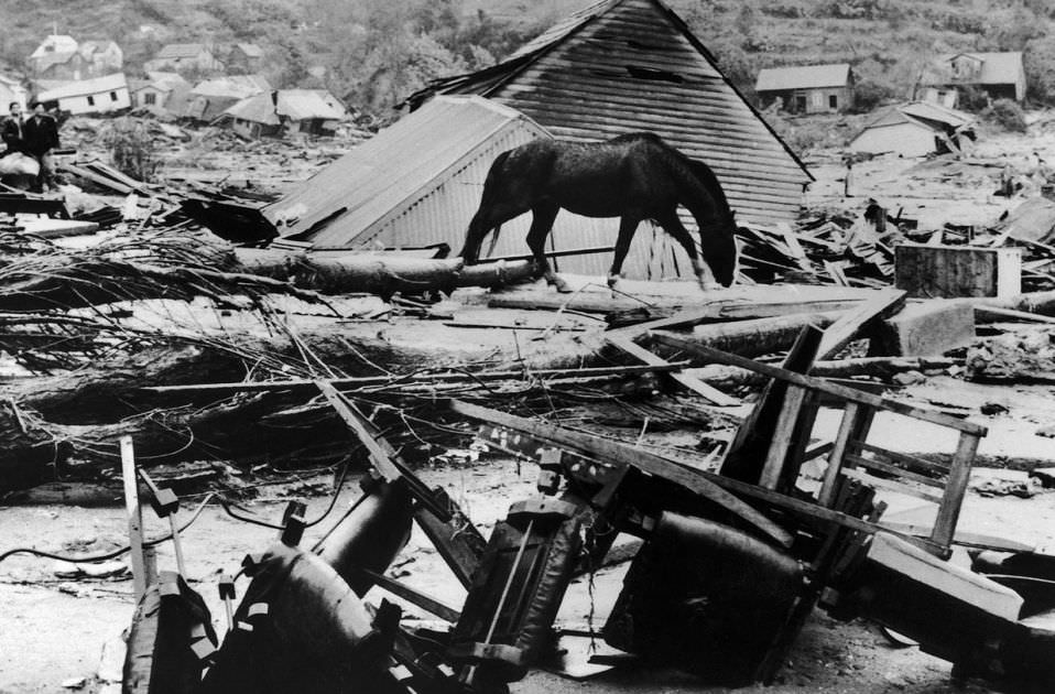 A lone horse walks through the destruction caused by an earthquake in Valvidia, Chile in 1960. As many as 7,000 people may have been killed, but exact totals were never properly collected.