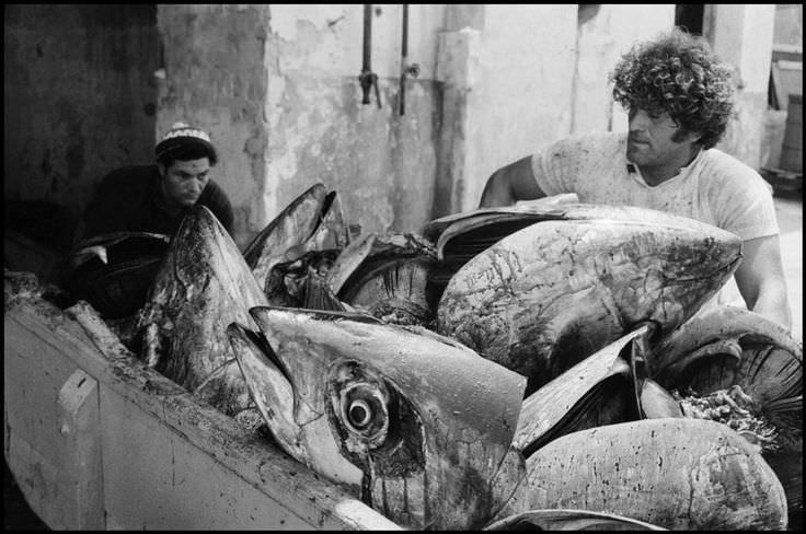 Fisherman moving fish heads in Italy in 1975.