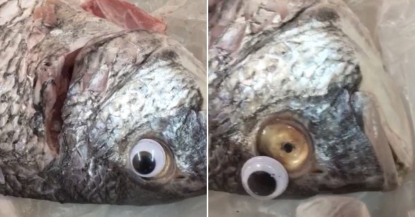 Yesterday, Kuwaiti police had to shut down a fish store that was sticking ‘googly eyes’ on fish in order to make them appear more fresh than they are. It was unsuccessful to say the least.