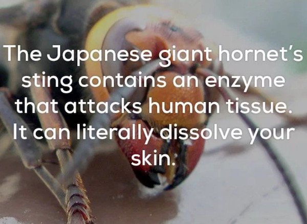 photo caption - The Japanese giant hornet's sting contains an enzyme that attacks human tissue. It can literally dissolve your skin