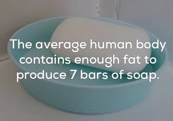 plastic - The average human body contains enough fat to produce 7 bars of soap.