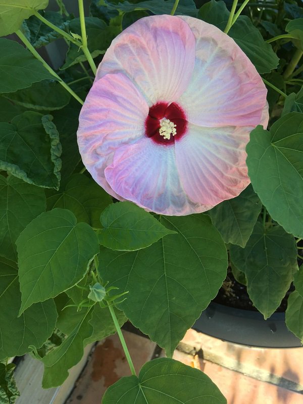 satisfying pic beach moonflower