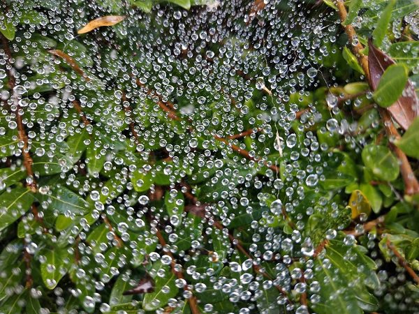 satisfying pic spider web