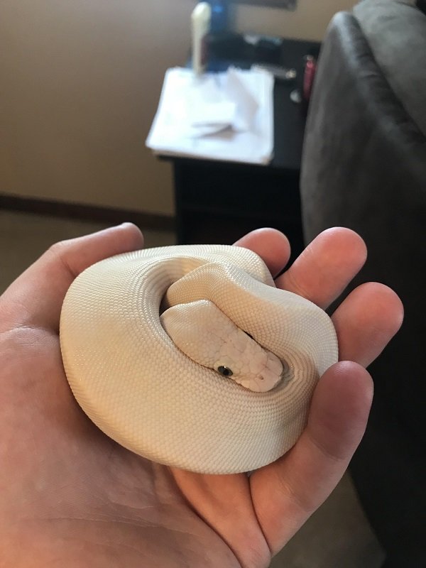 satisfying pic danger noodle