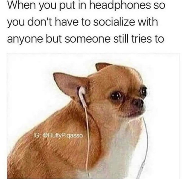 dog with earphones meme - When you put in headphones so you don't have to socialize with anyone but someone still tries to Ig