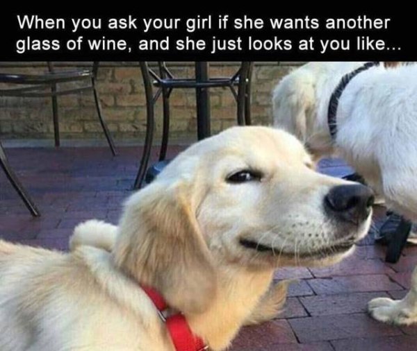 whos a good boy meme - When you ask your girl if she wants another glass of wine, and she just looks at you ...