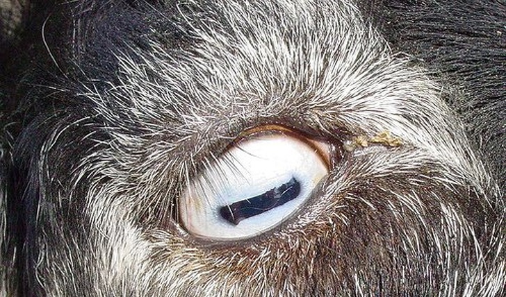 Goats have rectangular pupils.