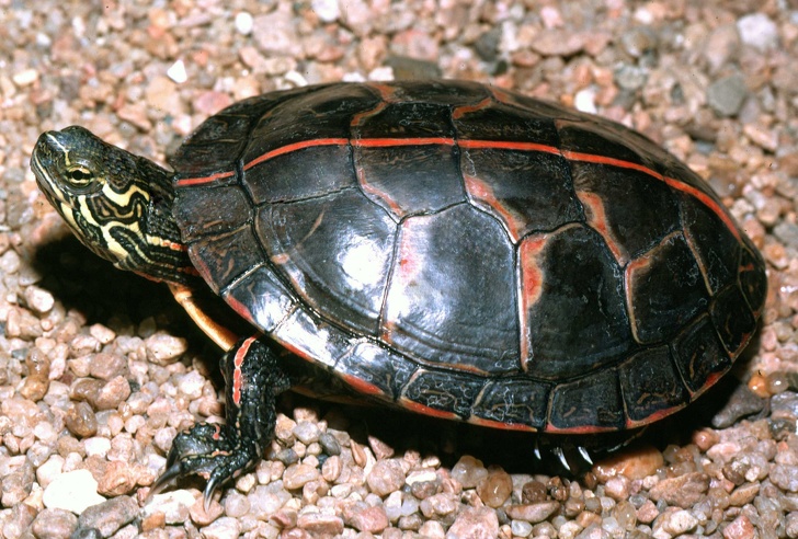 Some turtles can breathe out of their butts.