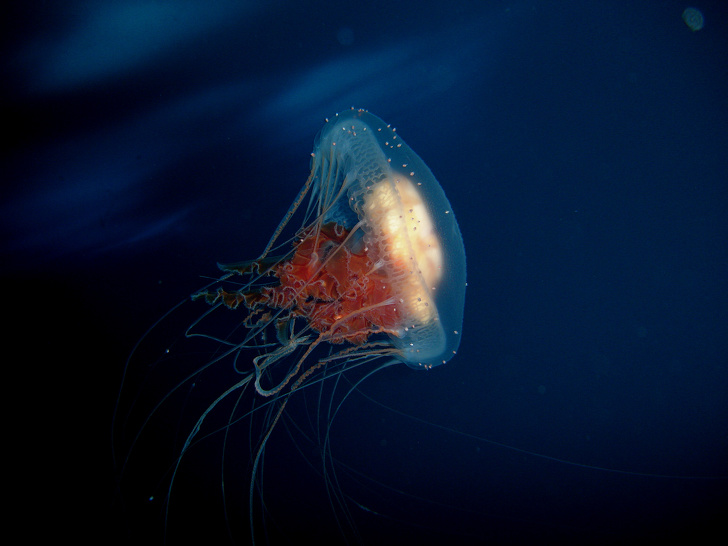 Turritopsis dohrnii is a species of jellyfish that is immortal.