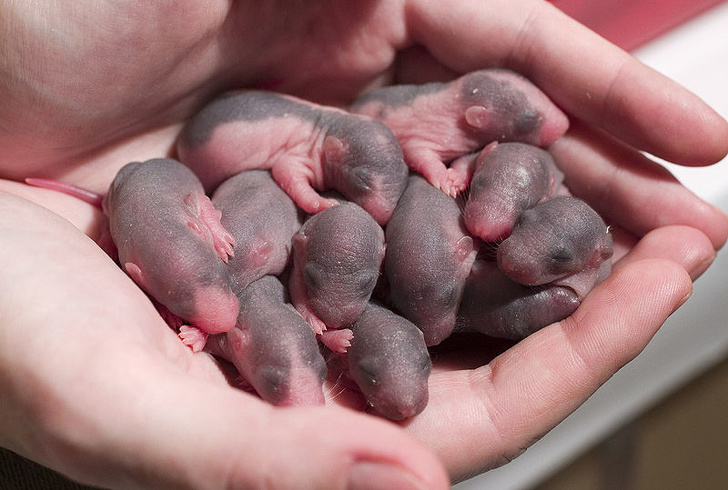Rats multiply so quickly that in 18 months, 2 rats could have over a million descendants.