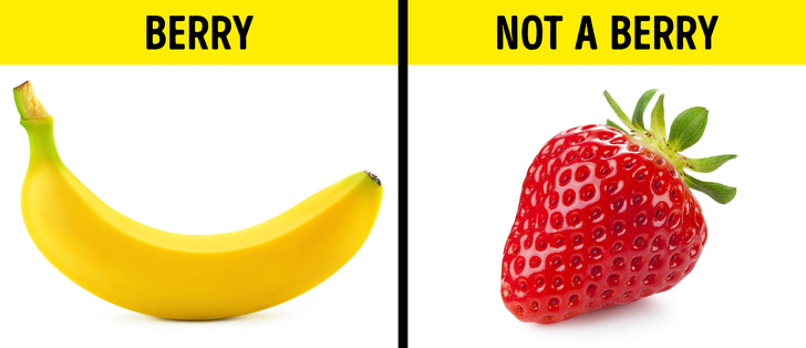 A banana is actually a berry. A strawberry isn’t.