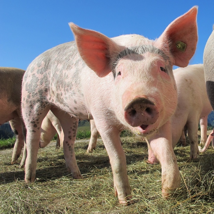 You’ve heard the expression, “sweating like a pig” but it turns out that pigs don’t even sweat!