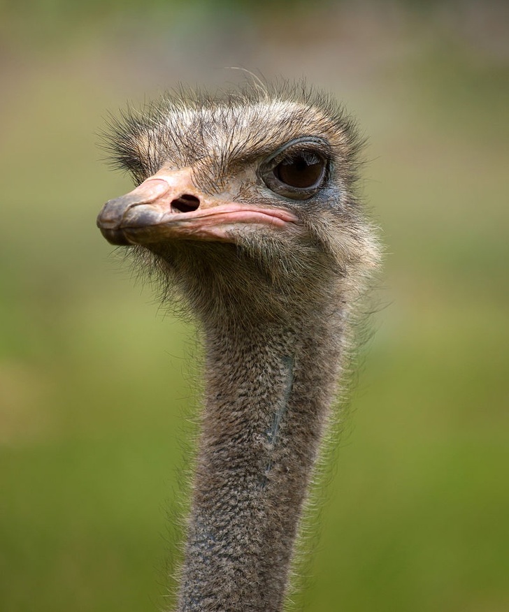 The eyes of an ostrich are bigger than its brain.
