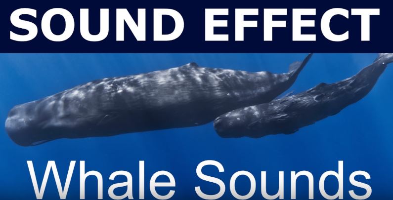 Low-frequency sound waves emitted by whales can travel more than 10,000 miles in the water.