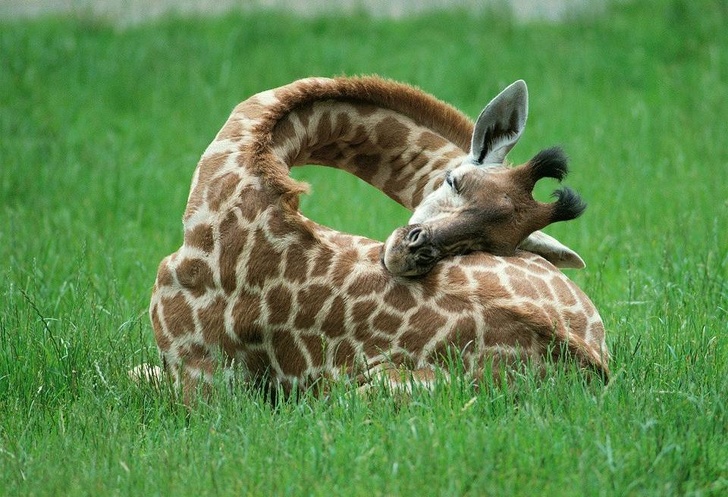 Giraffes survive on very little sleep. Anywhere from 10 minutes to 2 hours is enough for them.