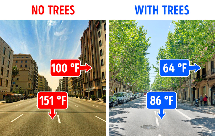 Trees keep our cities cool.