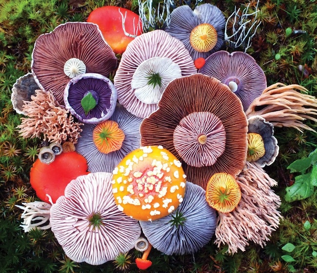 This assortment of fungi