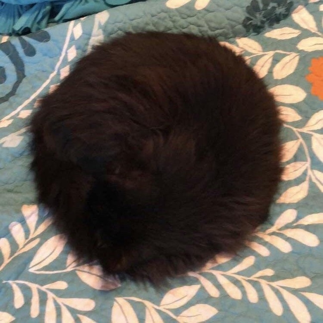 “My cat in a perfect circle”