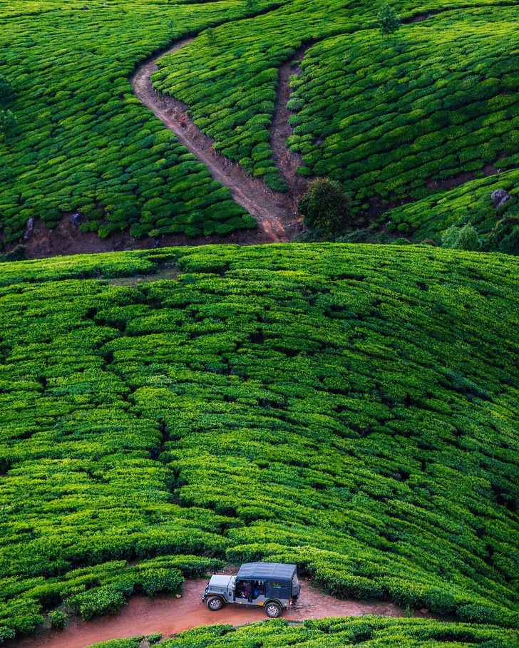 The mesmerizing green of Kolukkumalai tea plantations, India.